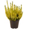Knospenheide gefärbt Mix 11 cm Topf