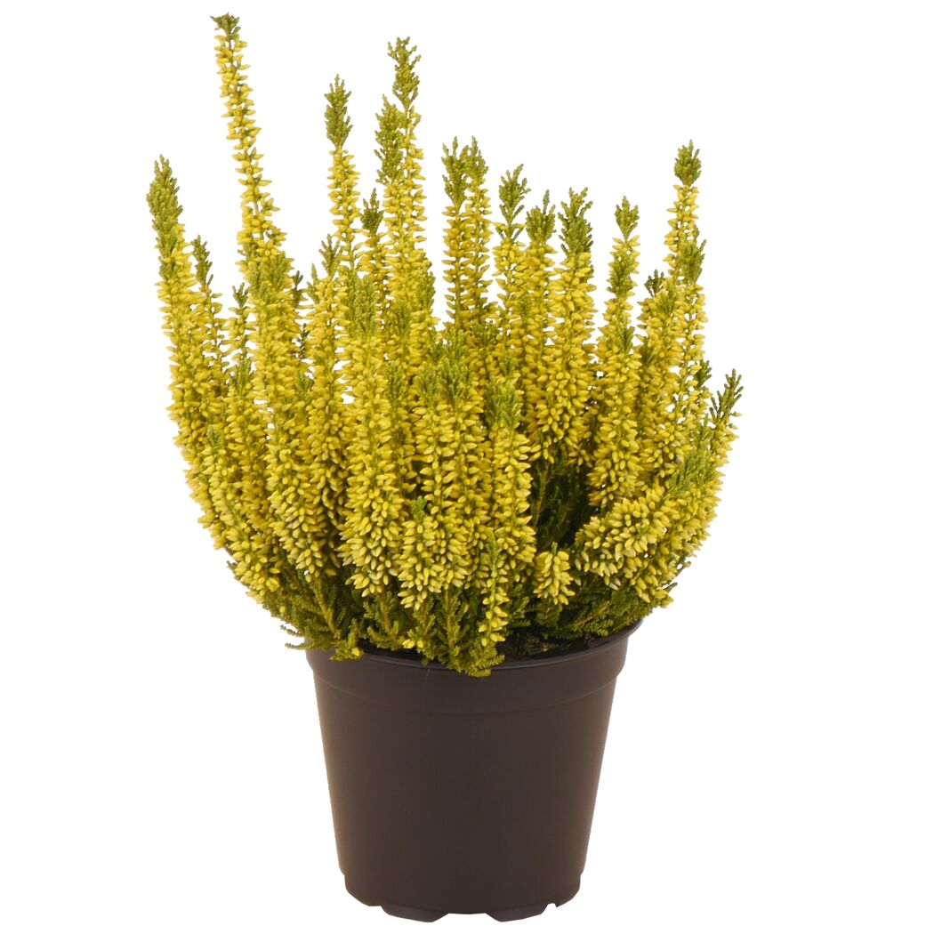 Knospenheide gefärbt Mix 11 cm Topf