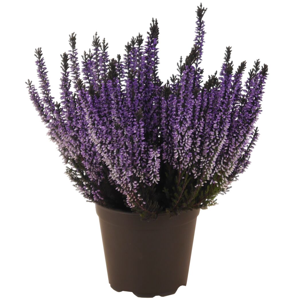Knospenheide gefärbt Mix 11 cm Topf