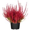 Knospenheide gefärbt Mix 11 cm Topf
