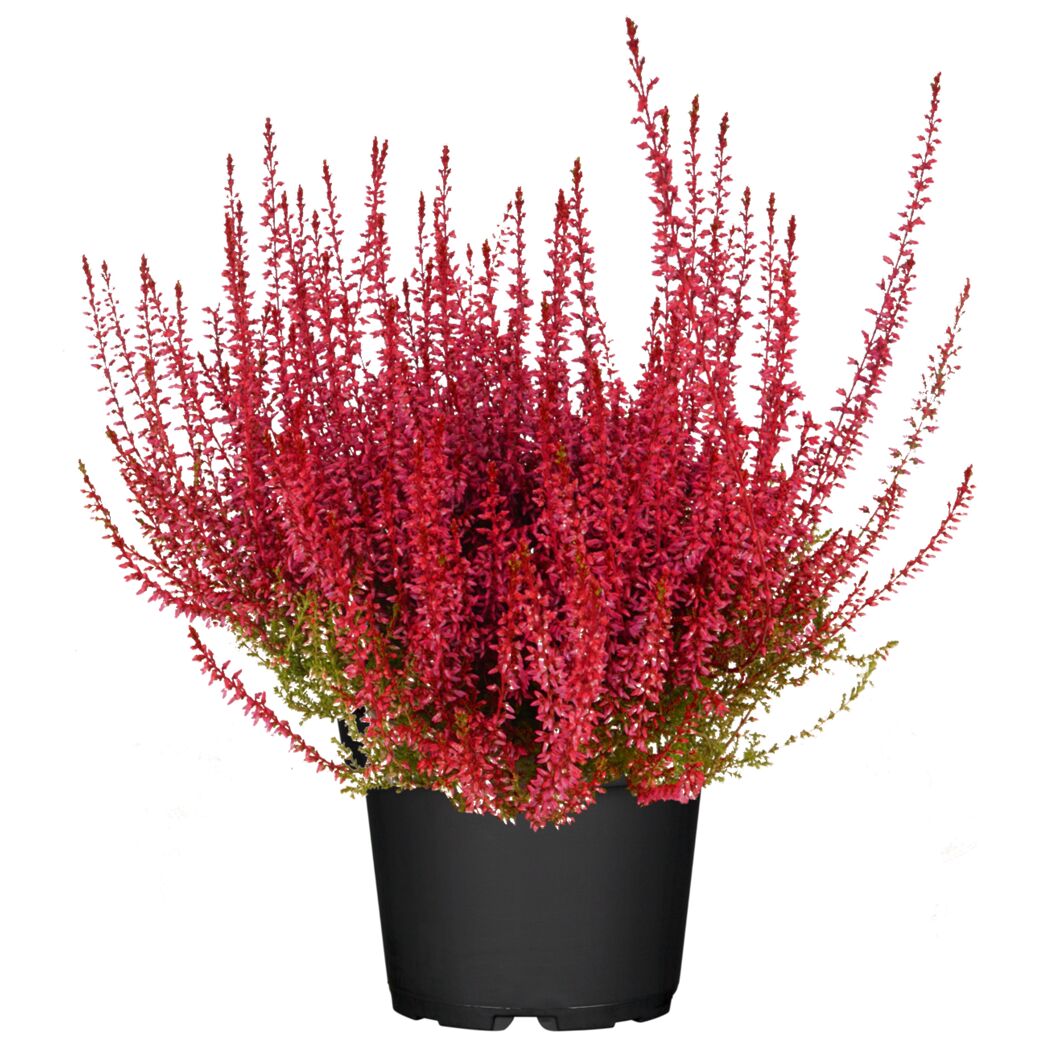 Knospenheide gefärbt Mix 11 cm Topf