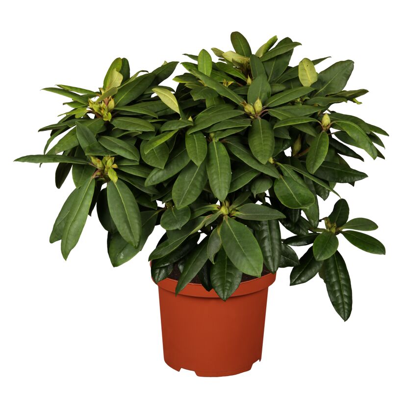 Gartenazalee im Topf