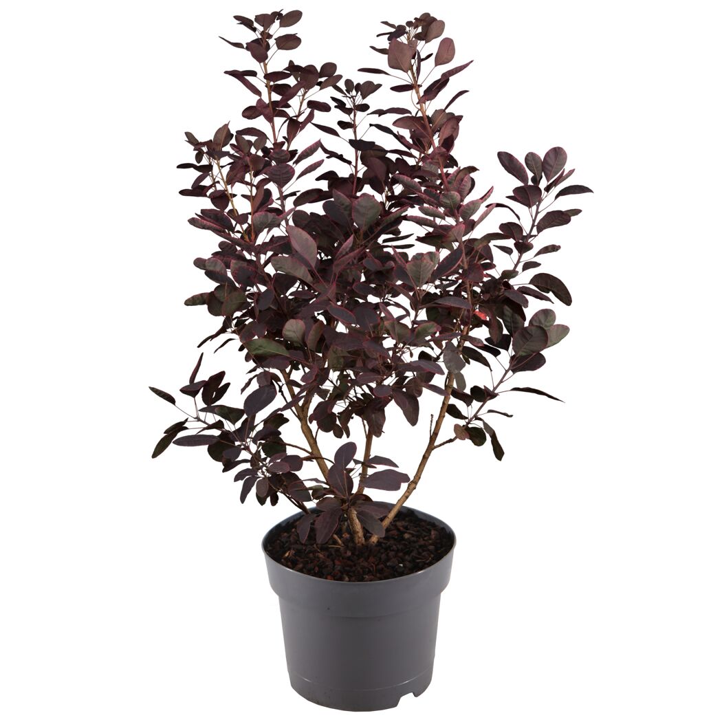 Topfpflanze Perückenstrauch Royal Purple