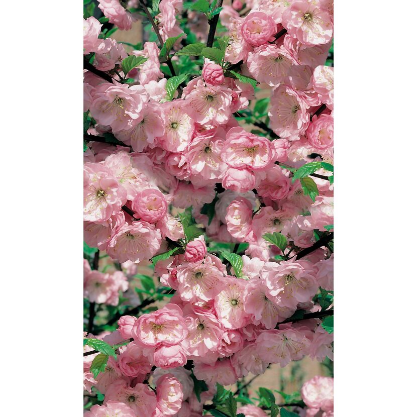 Rosa Blüten des Prunus triloba Stammmandelbäumchens