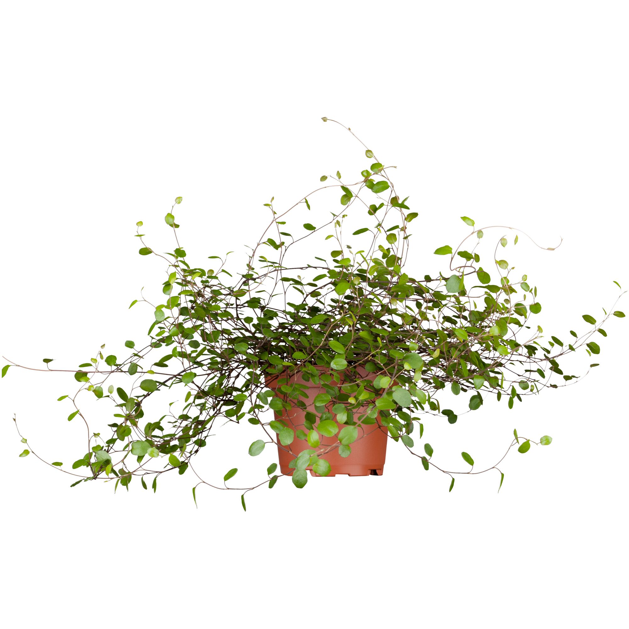 Muehlenbeckia in einem Topf