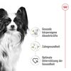 Hundetrockenfutter 'X-Small Adult' 3 kg