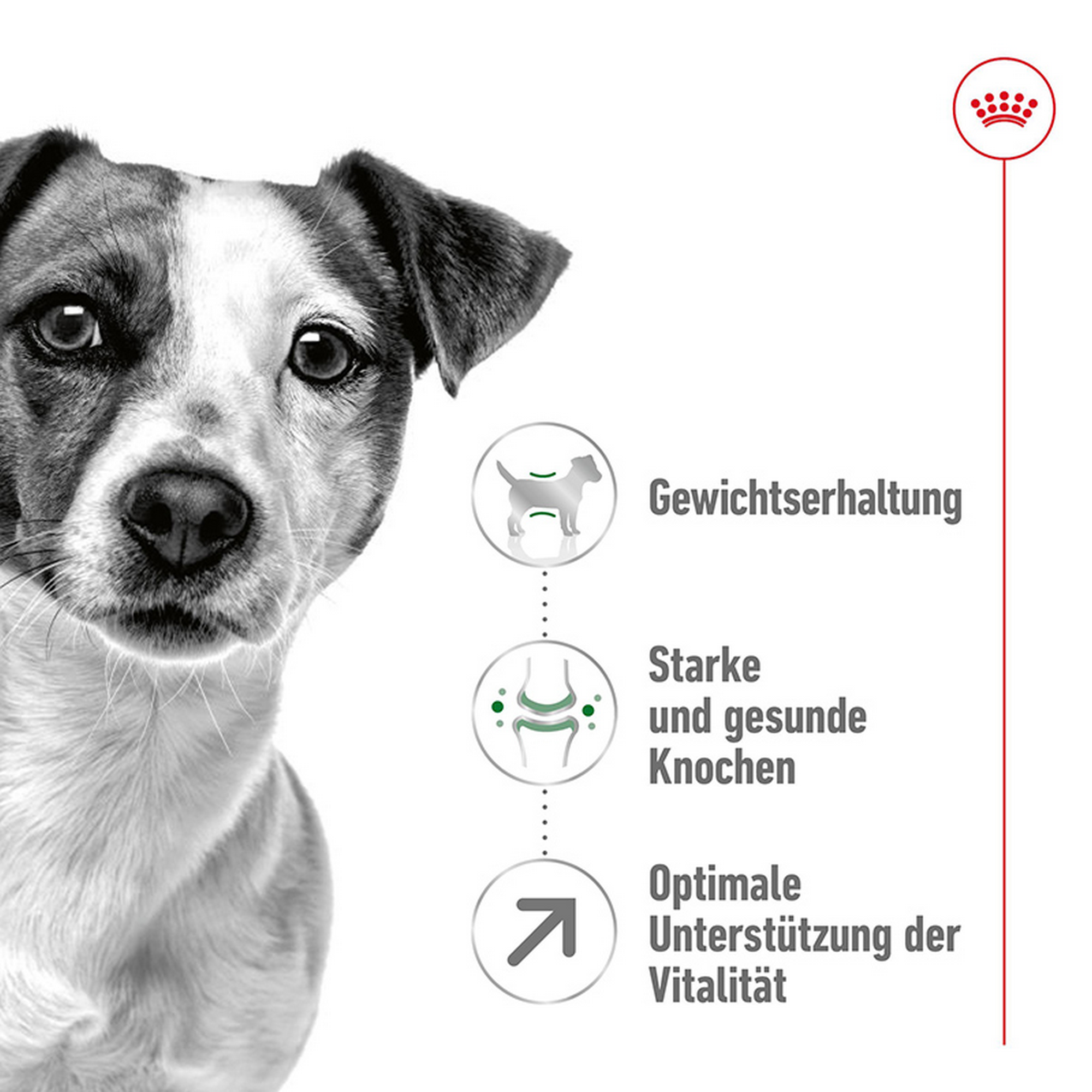Hundenassfutter 'Mini Ageing 12+' 85 g