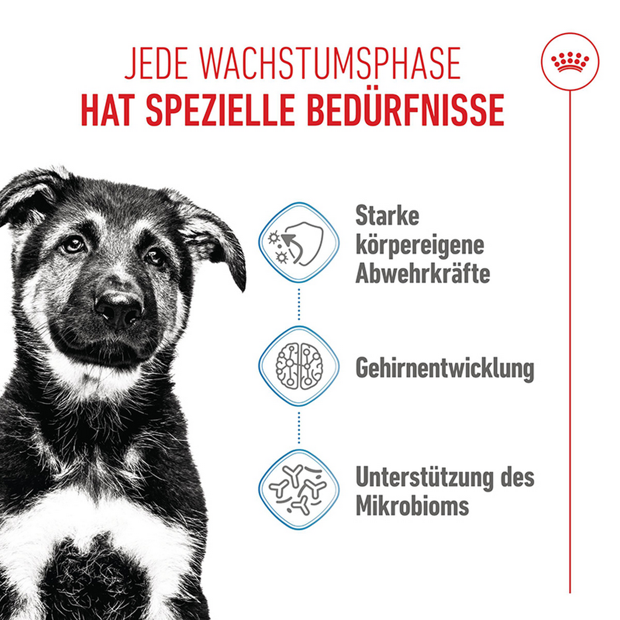 Hundetrockenfutter 'Maxi Welpen' 15 kg