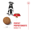 Hundetrockenfutter 'Maxi Welpen' 15 kg