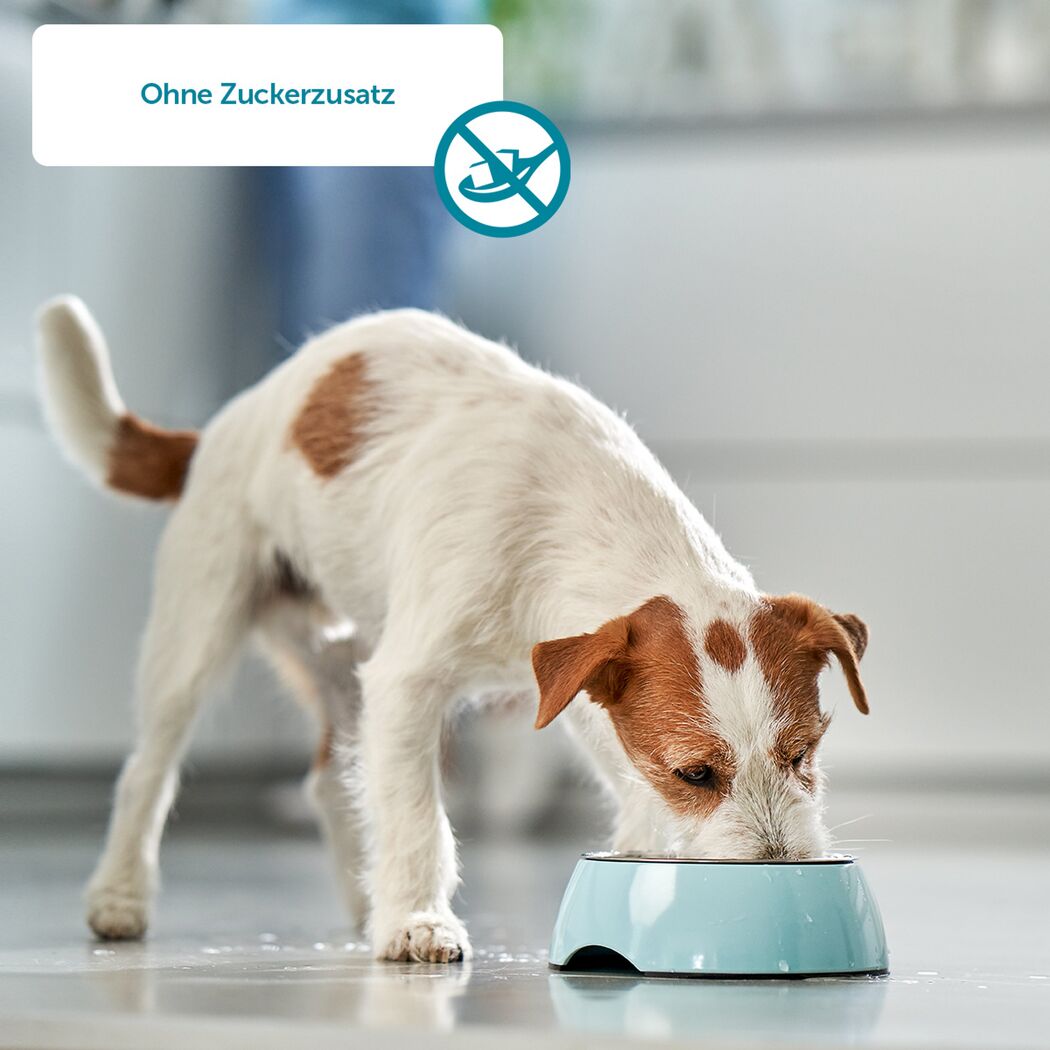 Hundesnack 'Dental Sponge' 5 Stück