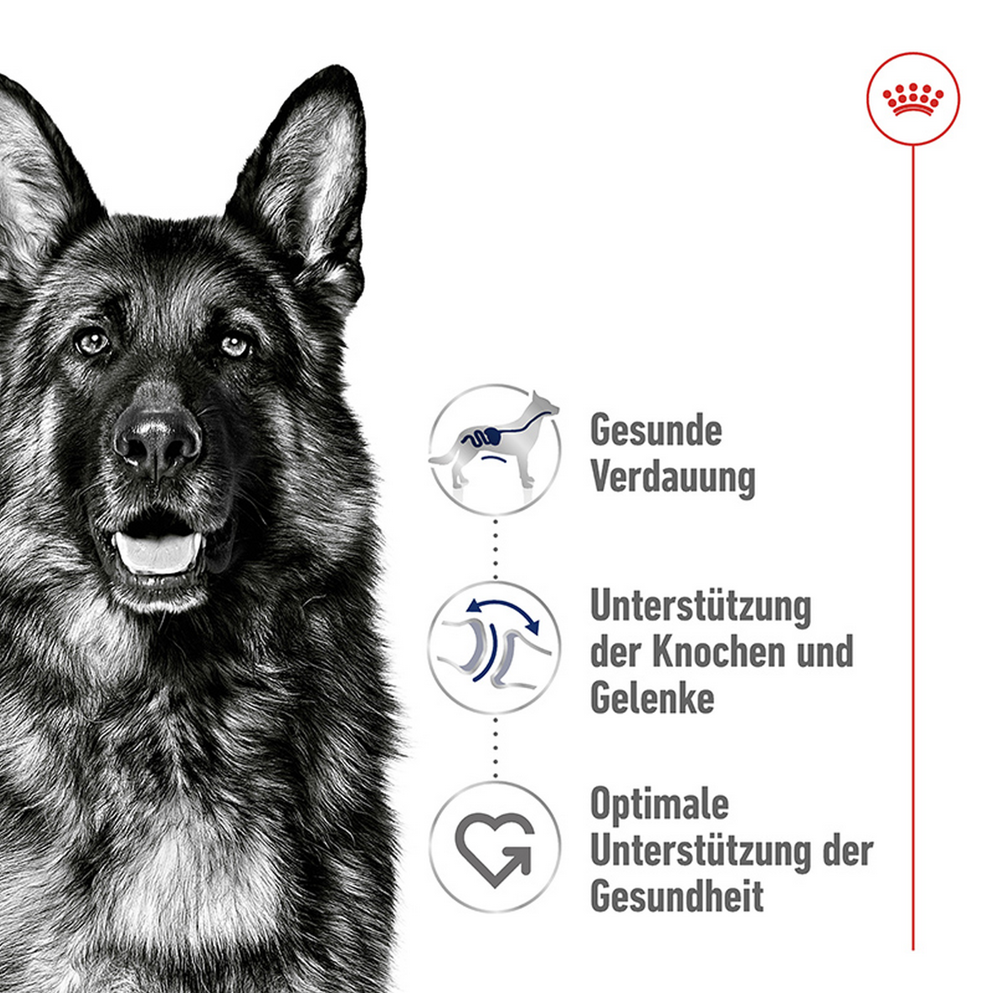 Hundetrockenfutter 'Maxi Adult' 15 kg