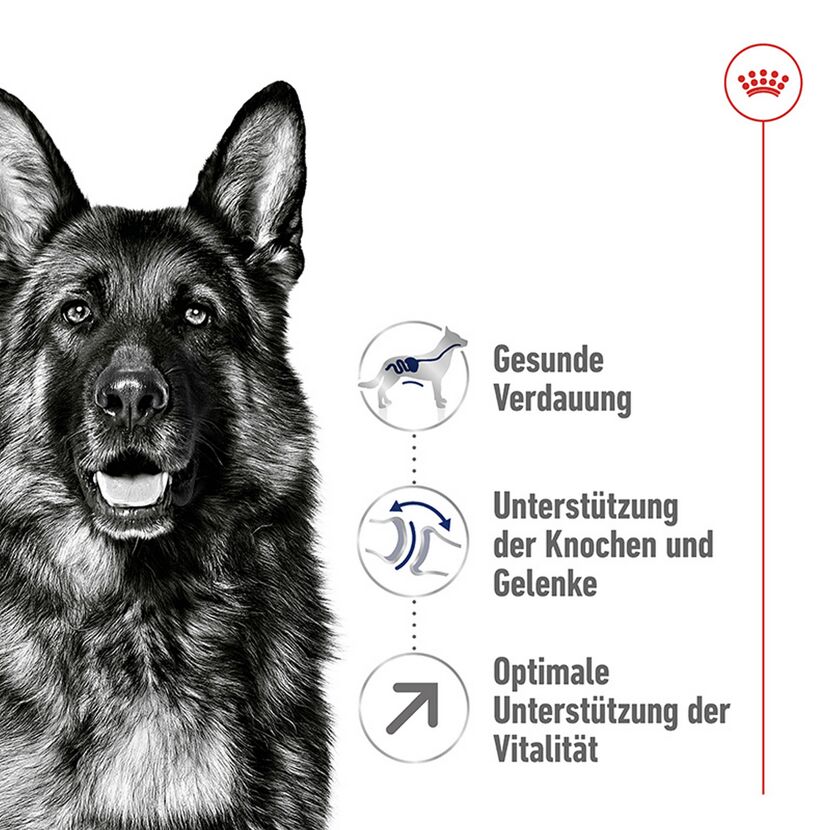 Hundetrockenfutter 'Maxi Adult 5+' 4 kg