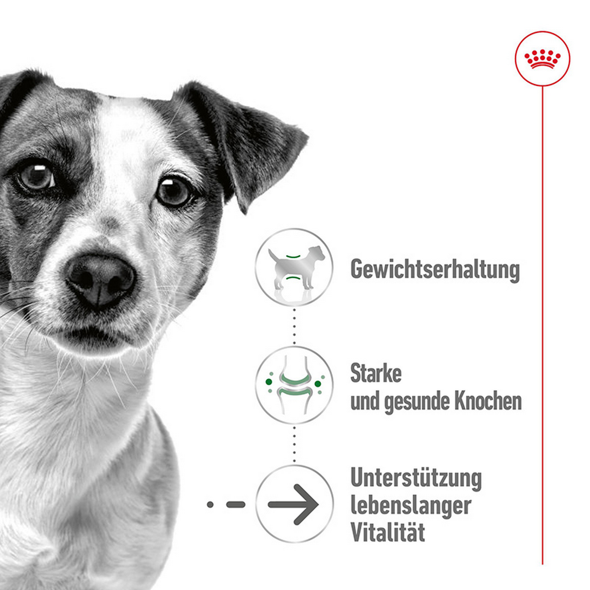 Hundenassfutter 'Mini Ageing' 195 g