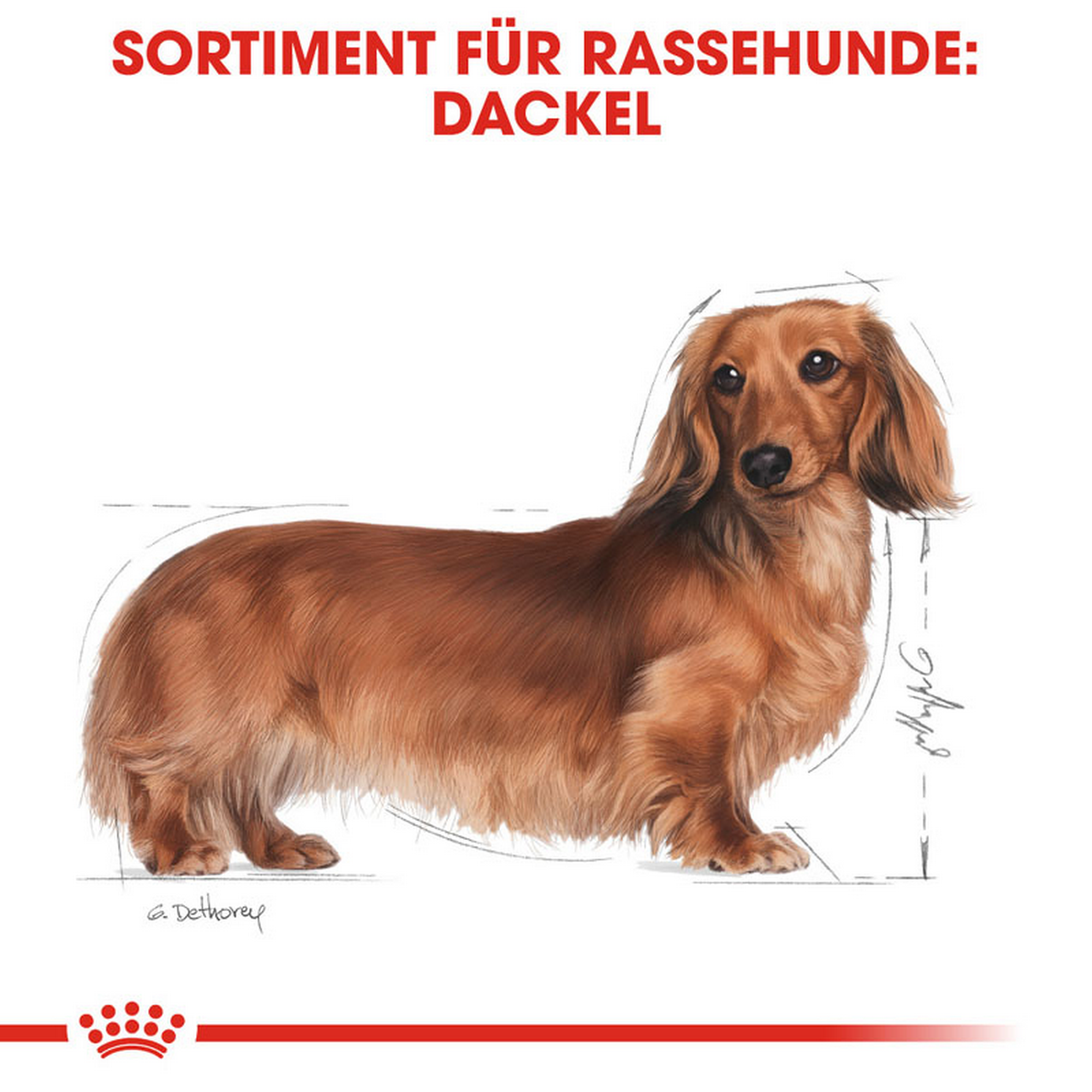 Hundetrockenfutter 'Dachshund Adult ' 1,5 kg