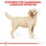 Hundetrockenfutter 'Labrador Retriever Adult ' 12 kg