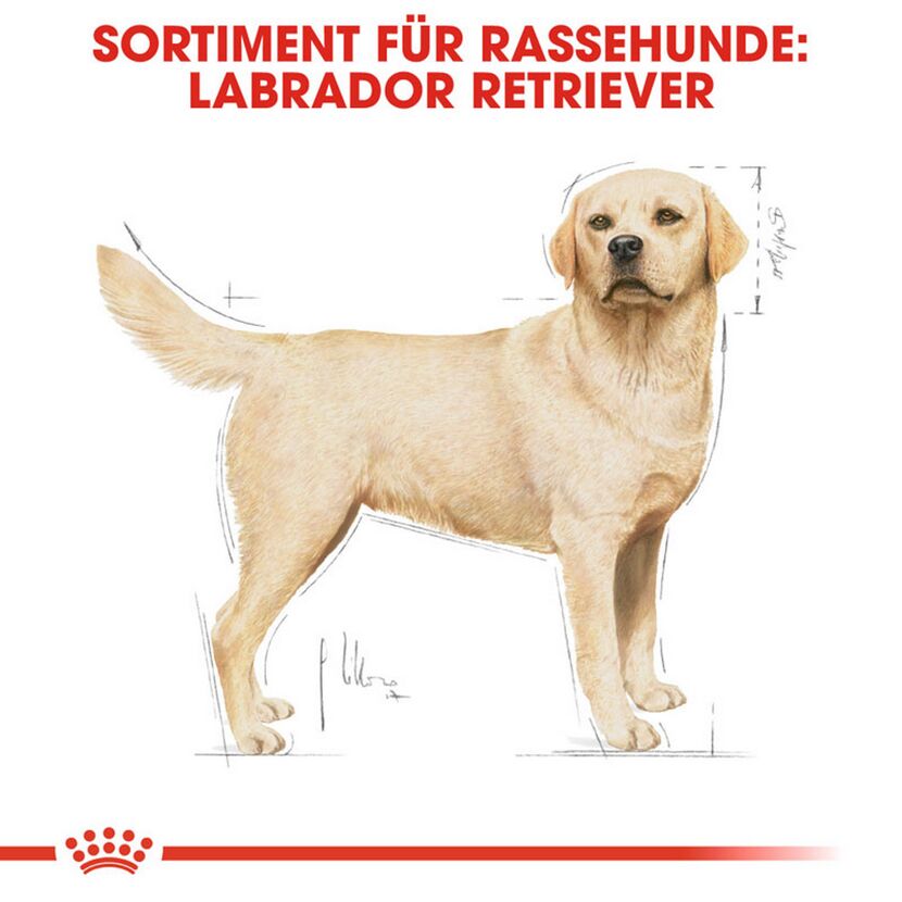 Hundetrockenfutter 'Labrador Retriever Adult ' 12 kg