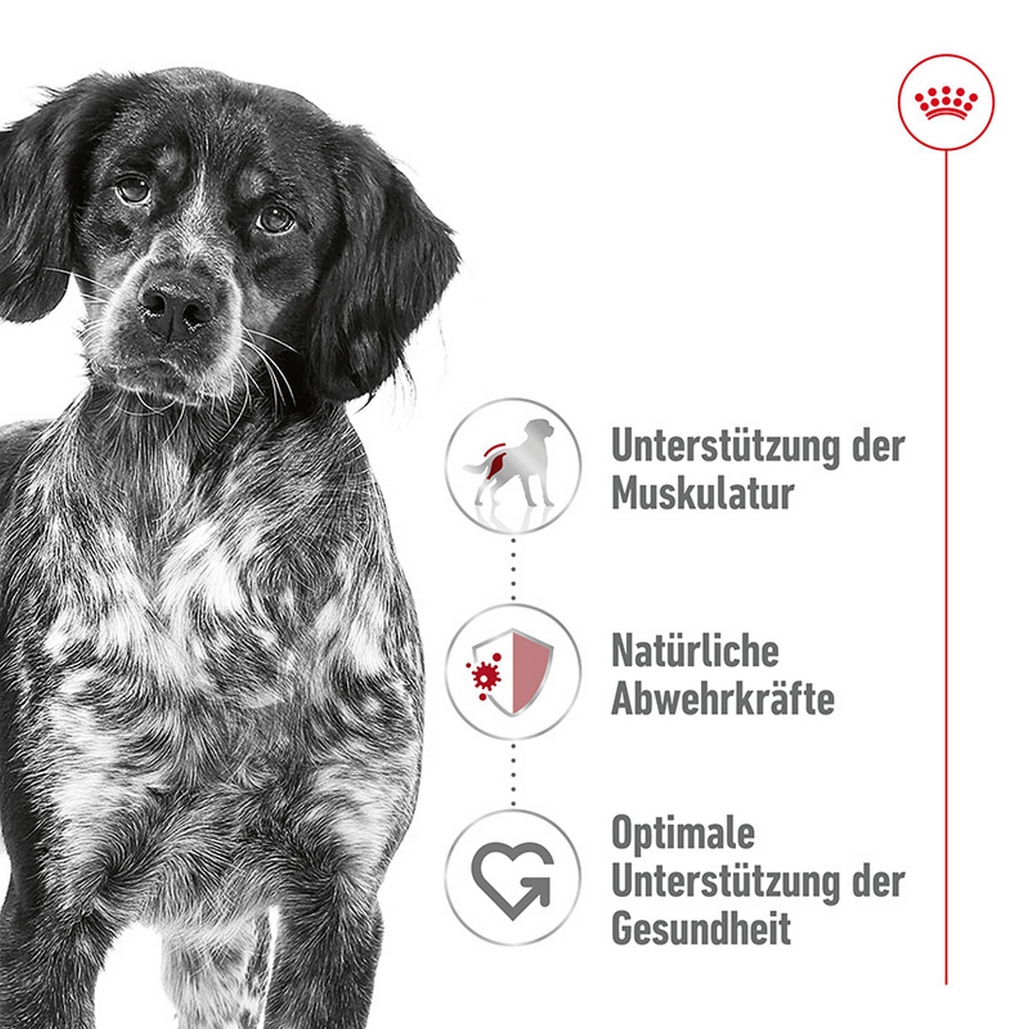 Hundetrockenfutter 'Medium Adult 7+' 4 kg