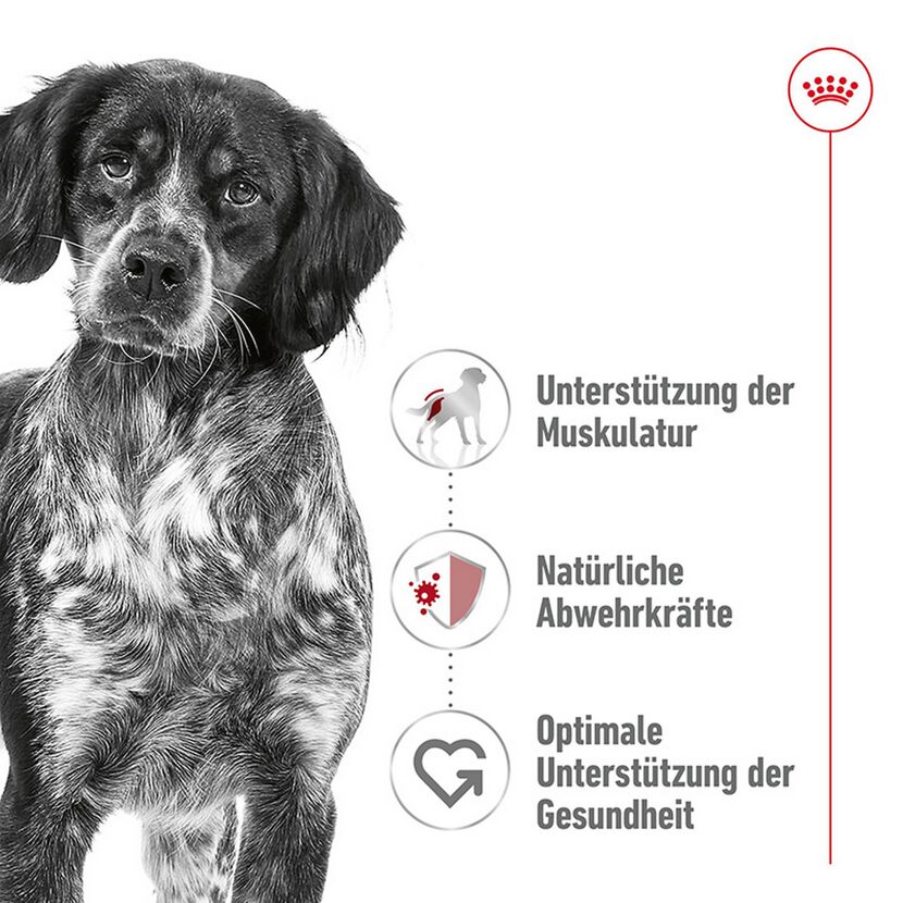 Hundetrockenfutter 'Medium Adult 7+' 4 kg