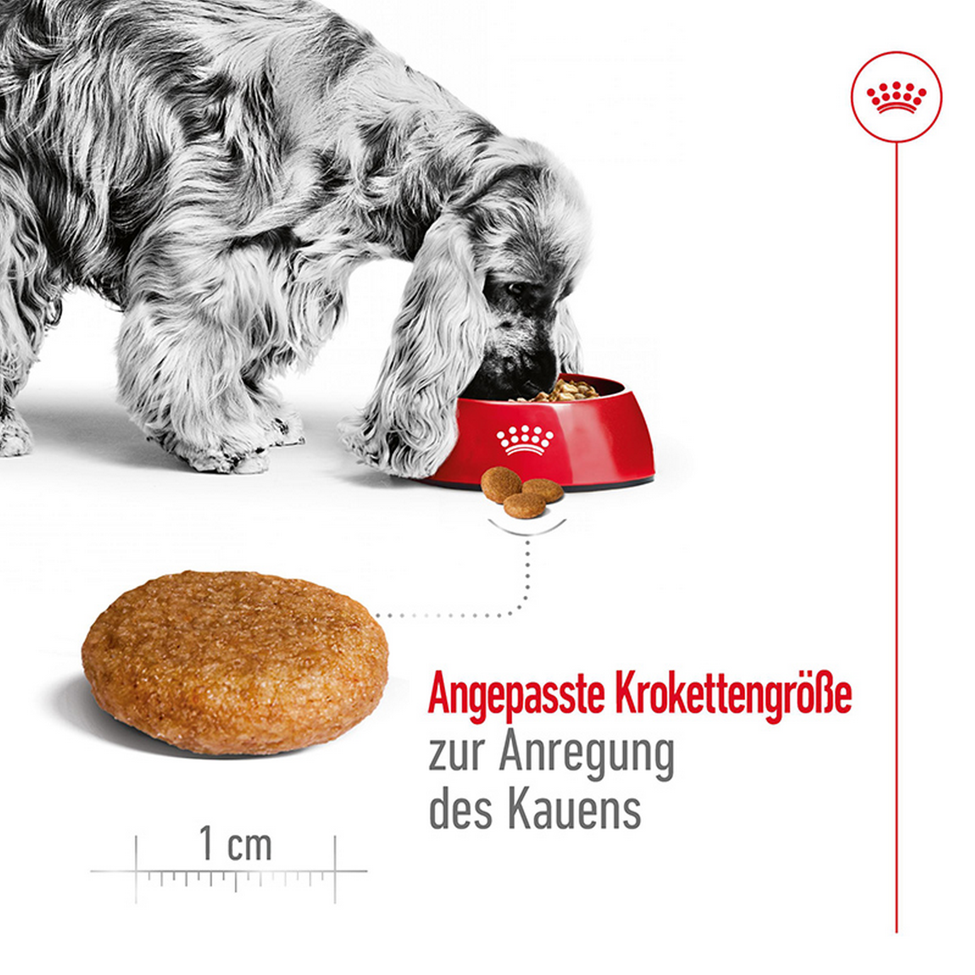 Hundetrockenfutter 'Medium Adult 7+' 4 kg