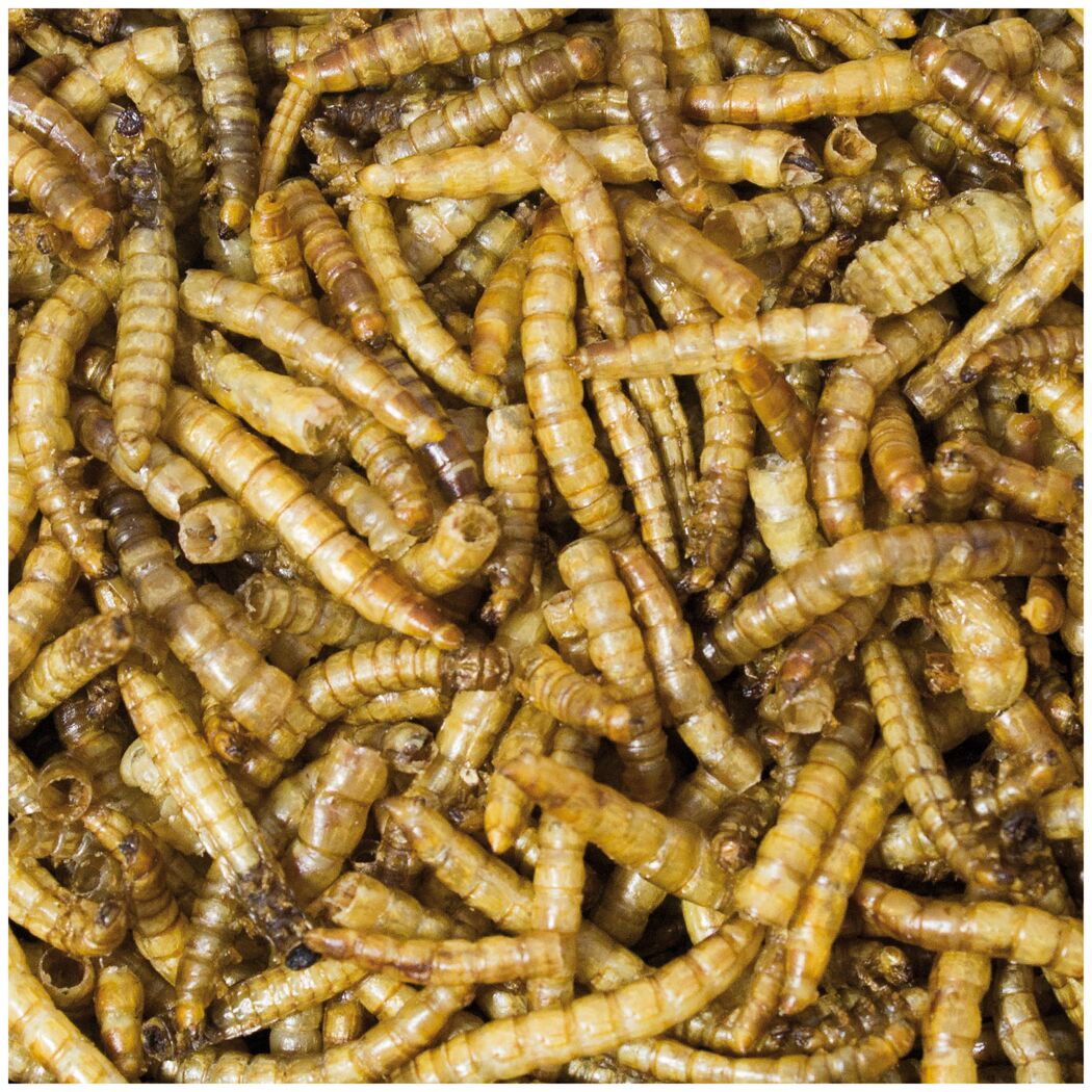 Vogelsnack 'Birds Mehlwürmer' 25 g