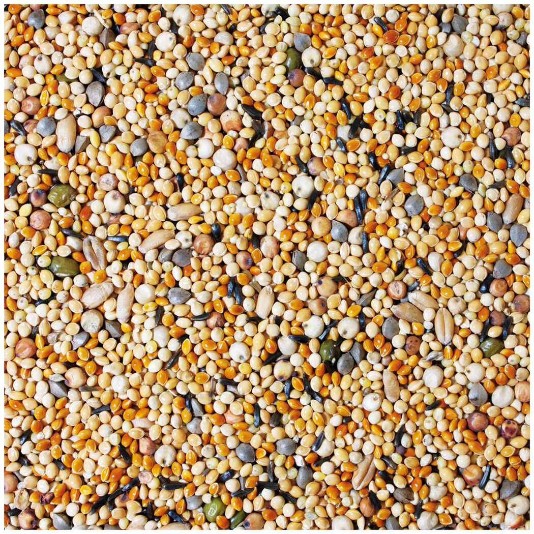 Vogelsnack 'Birds Keimfutter Wellensittich & Kanarien' 1 kg