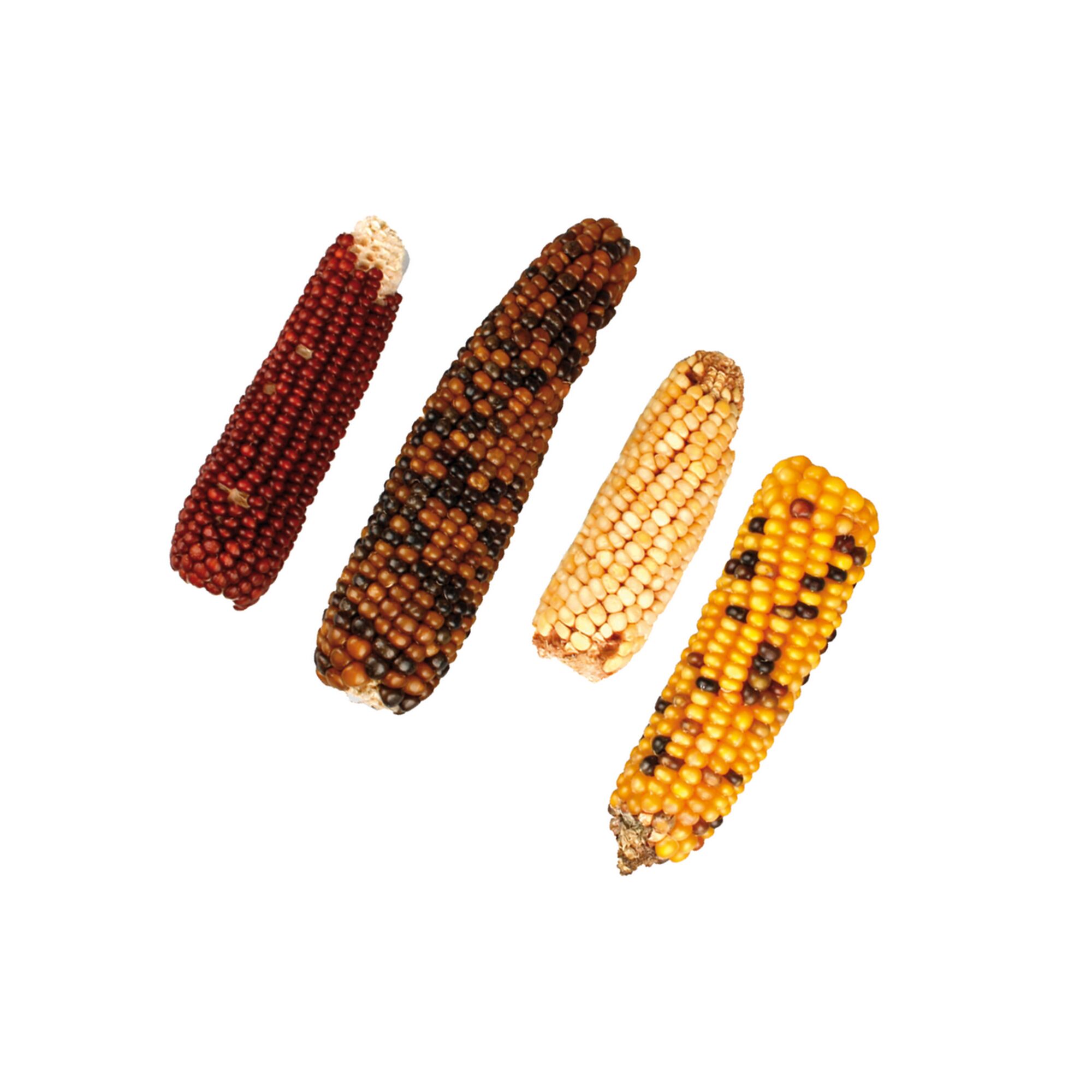 Vier bunte Maiskolben