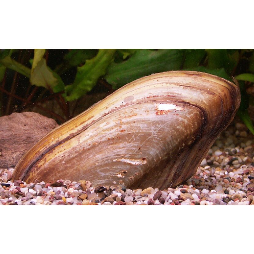 Warmwassermuschel Pilsbryoconca