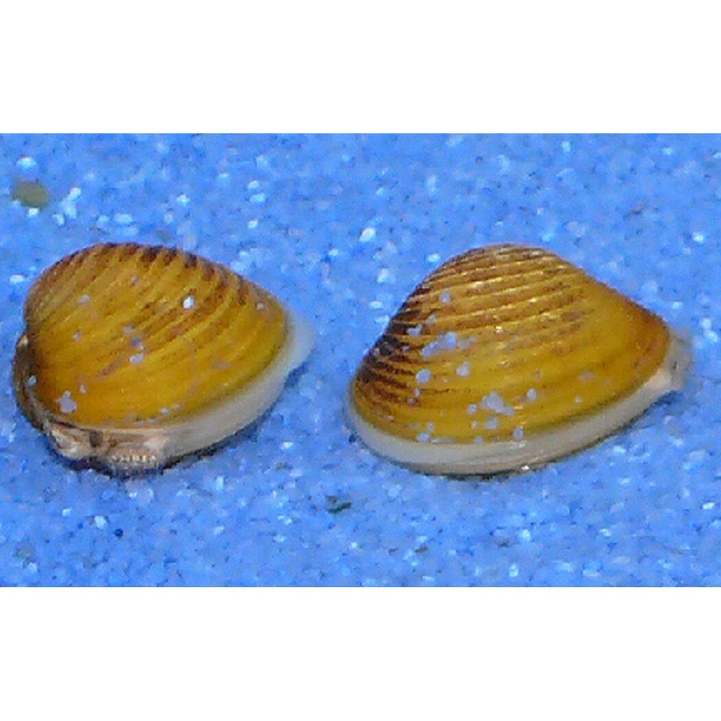 Zwei goldene Körbchenmuscheln auf blauem Kies