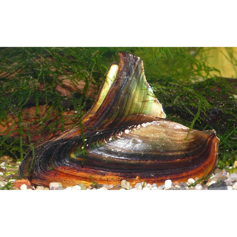 Haifischflossen-Muschel im Aquarium