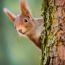 Eichhörnchen schaut hinter Baum hervor