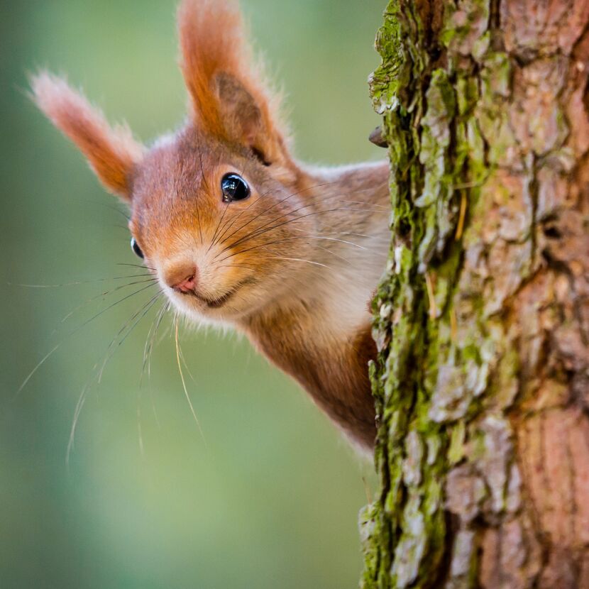 Eichhörnchen schaut hinter Baum hervor