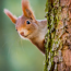 Verkleinertes Bild von Futterhaus für Eichhörnchen