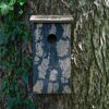 Hölzerner Nistkasten am Baumstamm mit Efeu.