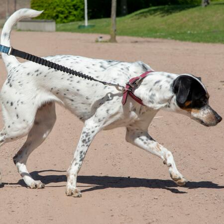 5. Bild von Joggingleine blau 2,5 m