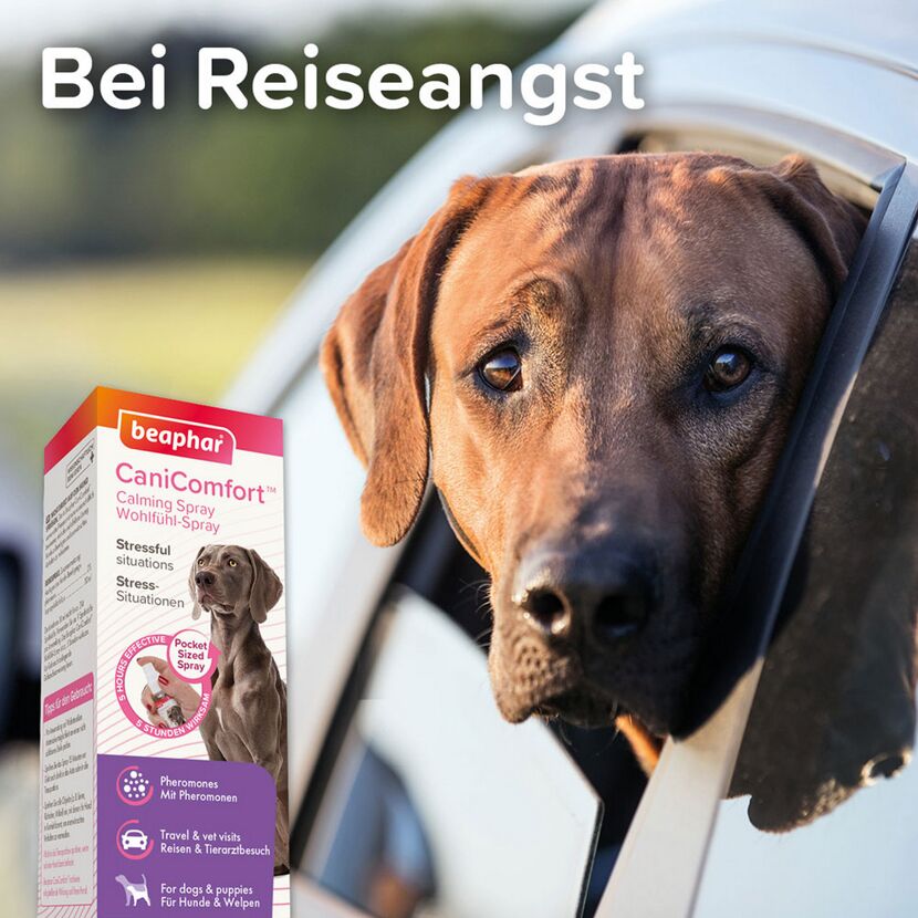 Hund schaut aus Autofenster. Daneben: Beaphar CaniComfort Spray