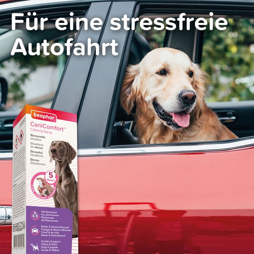 Hund schaut aus Autofenster. CaniComfort Spray