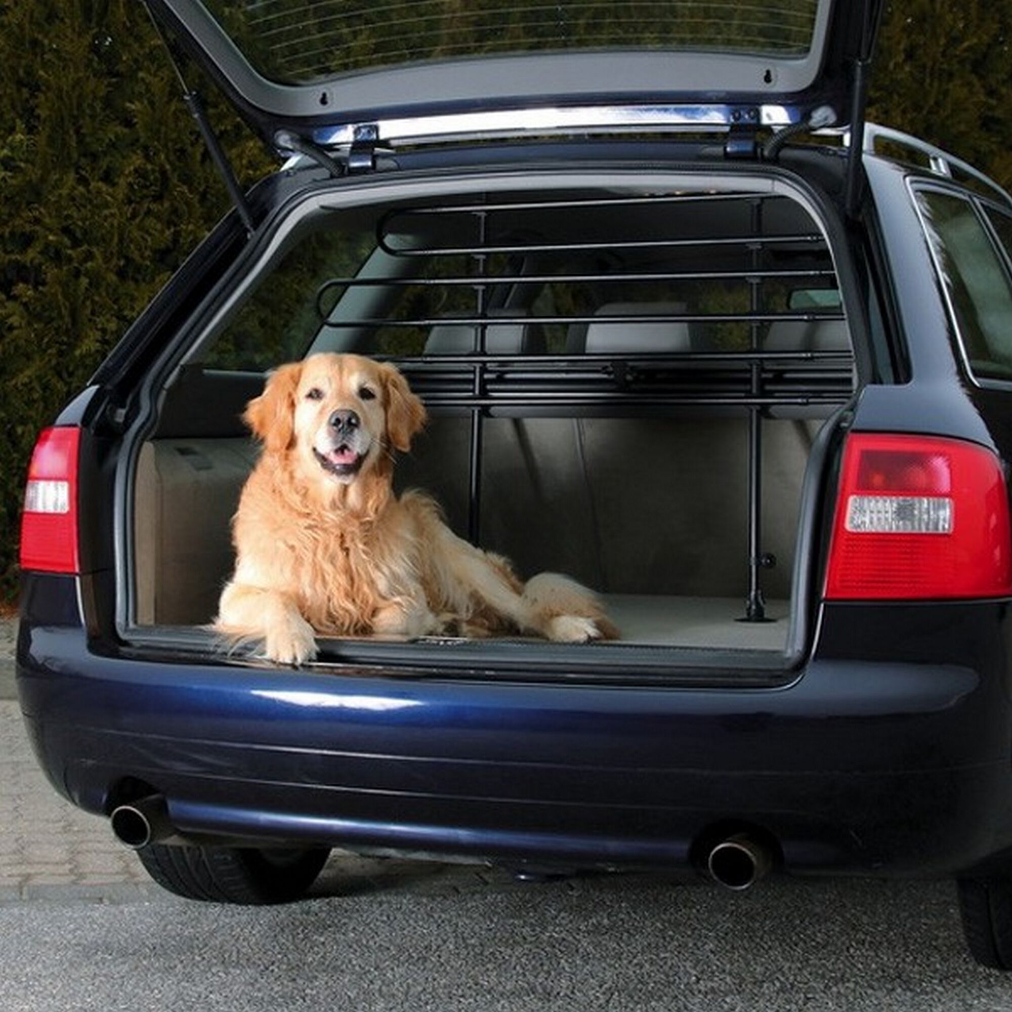 Hund im Kofferraum eines Autos