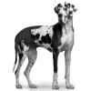 Eine Deutsche Dogge mit schwarzer Hundehose