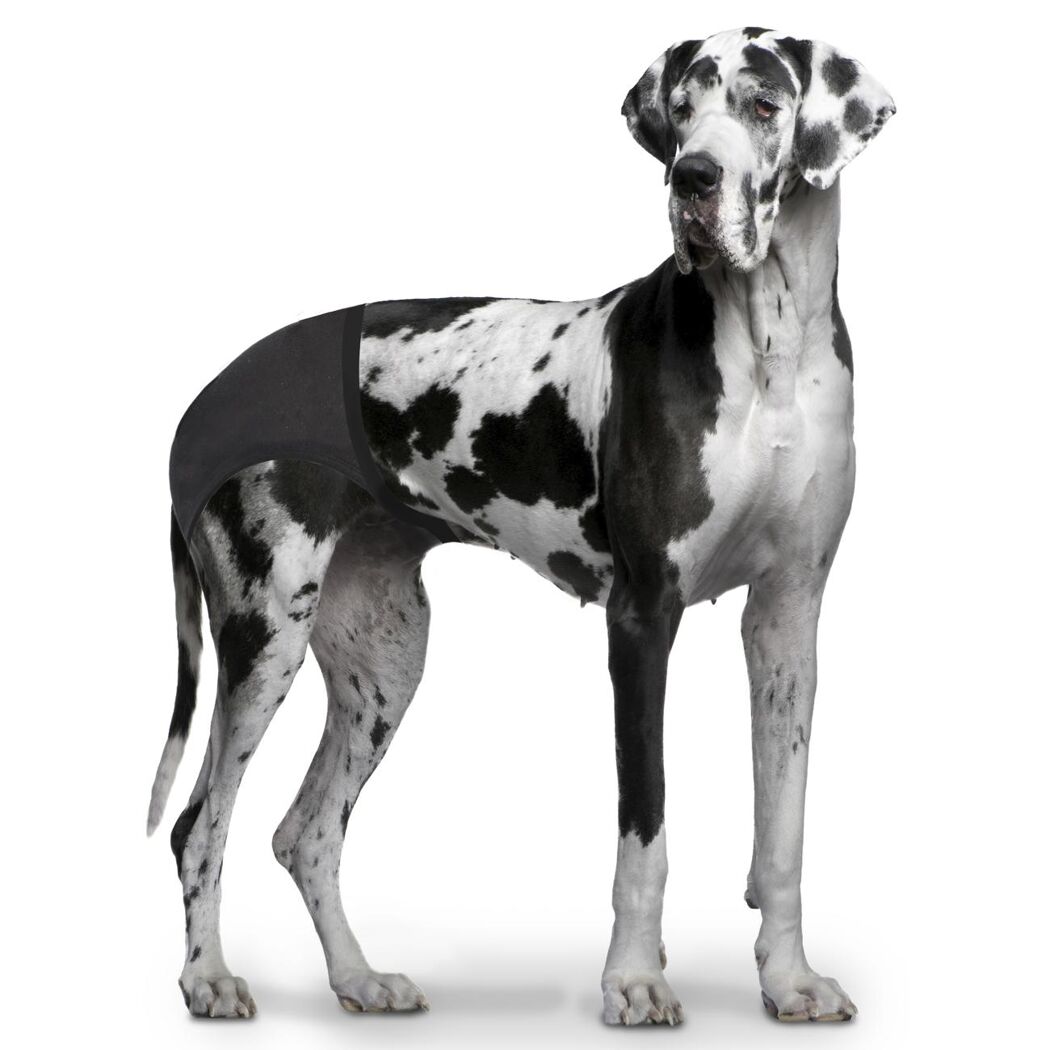 Eine Deutsche Dogge mit schwarzer Hundehose