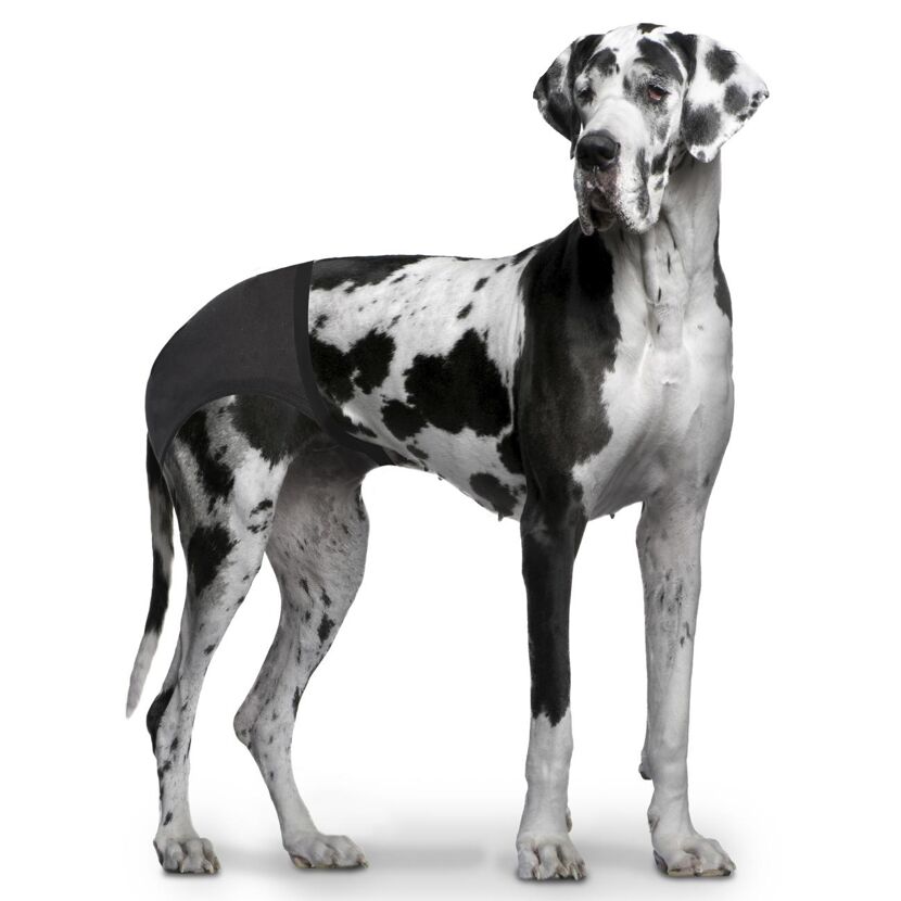 Eine Deutsche Dogge mit schwarzer Hundehose