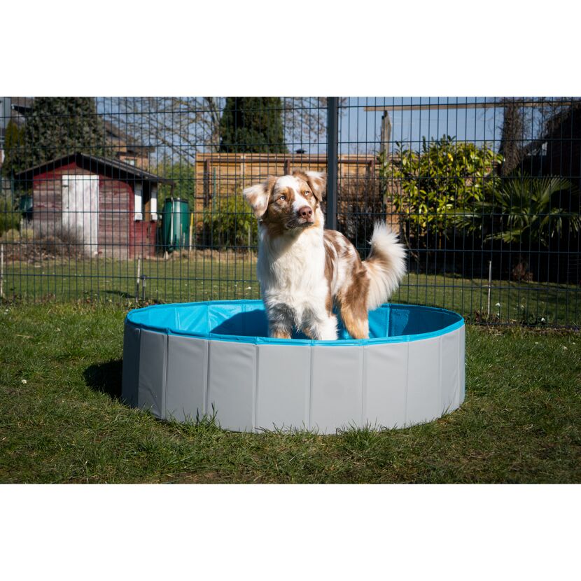 Hund steht in einem Hundepool im Garten.