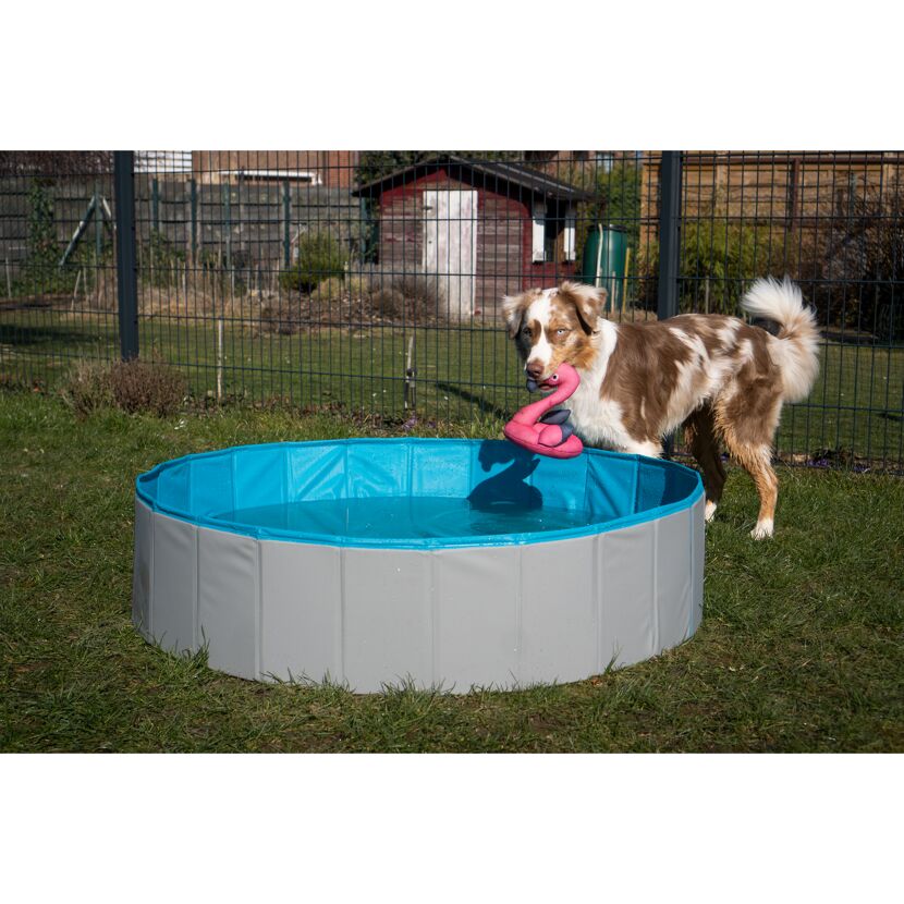 Hund mit Spielzeug am Hundepool