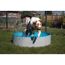 Hund springt in einen Hundepool