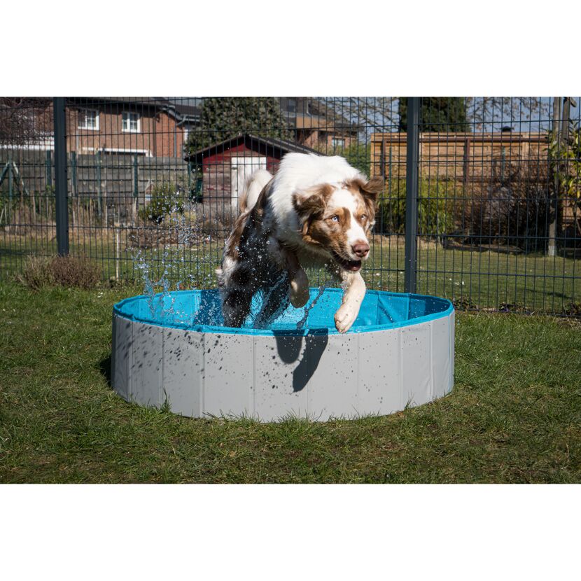 Hund springt in einen Hundepool