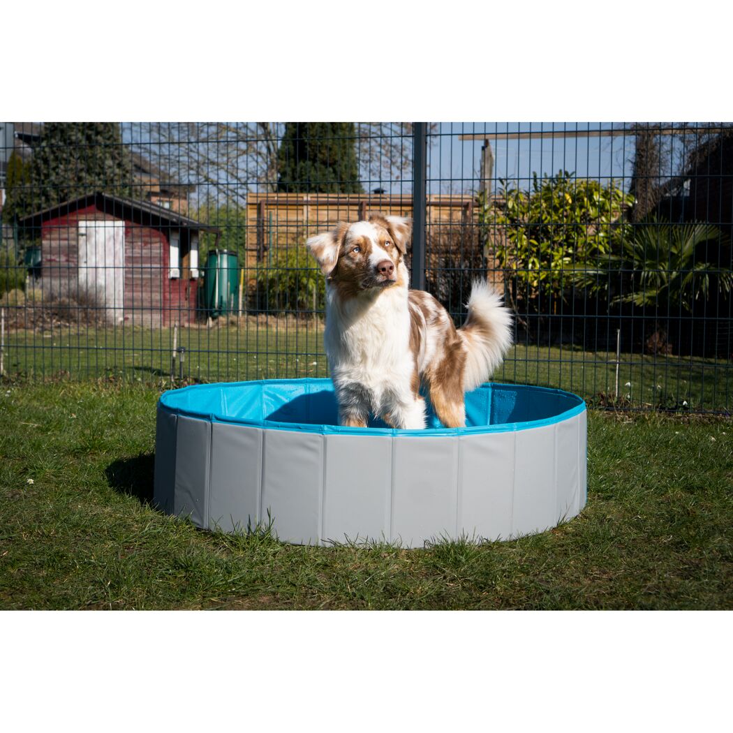 Hund im Hundepool im Garten