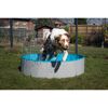Hund springt in einen Hundepool
