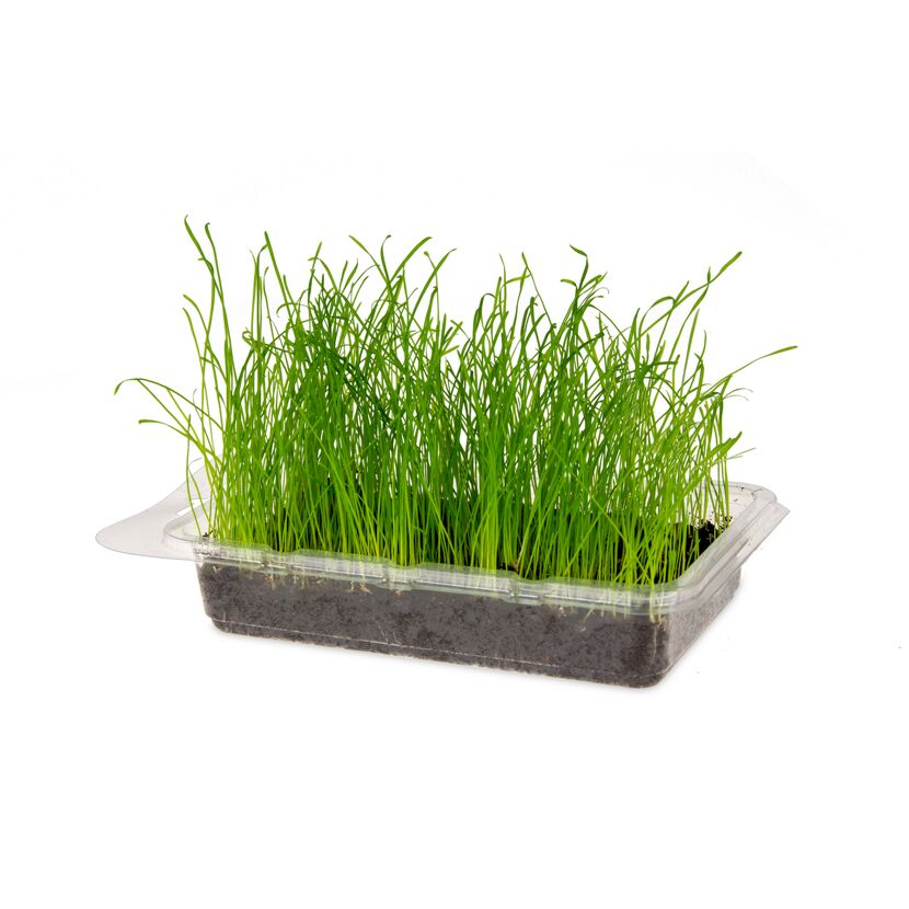 Katzengras Vital Bio in Plastikverpackung