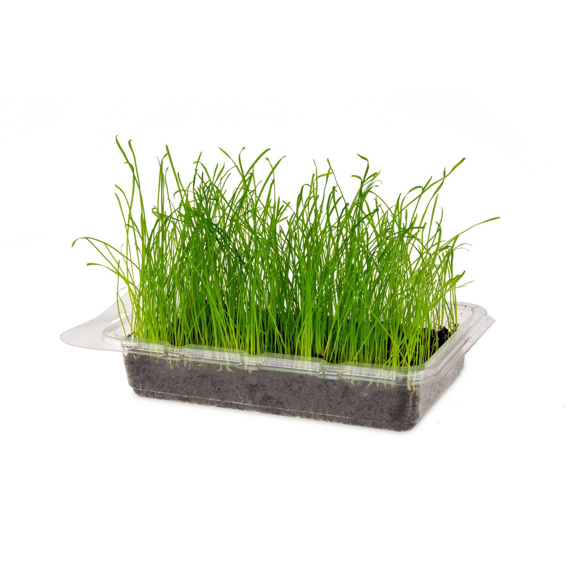 Katzengras Vital Bio in Plastikverpackung