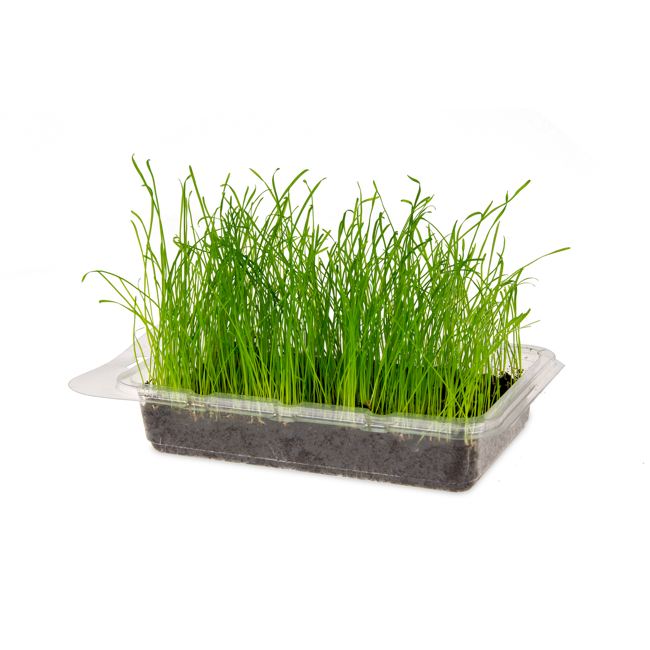 Bild von Katzengras Vital Bio