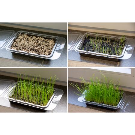 3. Bild von Katzengras Vital Bio